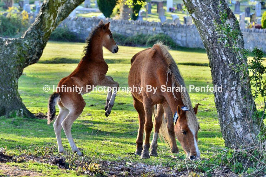 Rosedale Bed And Breakfast ลินด์เฮิร์สต์ ภายนอก รูปภาพ